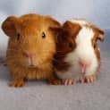 Photo of Diesel And Tyler