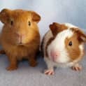 Photo of Diesel And Tyler