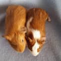 Photo of Diesel And Tyler