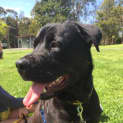 Photo of Bear