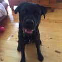 Photo of Bear