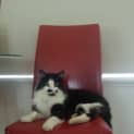 Photo of Admirable Astro