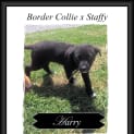 Photo of Harry ~ Border Collie X Staffy Pup (Trial 7/12/15)