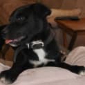 Photo of Harry ~ Border Collie X Staffy Pup (Trial 7/12/15)