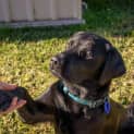 Photo of Patrick 1 Year Old Labrador (Trial 2/9/23)