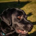 Photo of Patrick 1 Year Old Labrador (Trial 2/9/23)
