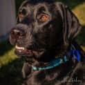 Photo of Patrick 1 Year Old Labrador (Trial 2/9/23)