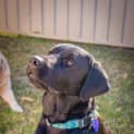 Photo of Patrick 1 Year Old Labrador (Trial 2/9/23)