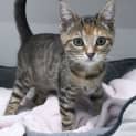 Photo of Peach 10955