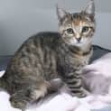 Photo of Peach 10955