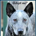 Photo of Blu ~ Cattle Dog X Kelpie (Trial 10/12/15)