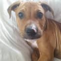 Photo of Sarge 
