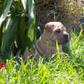 Photo of Shar Pei X Staffy Pups