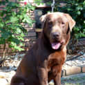 Photo of Morris