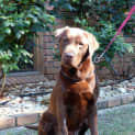 Photo of Morris