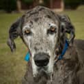 Photo of Ralph