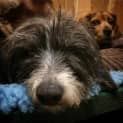 Photo of Mr & Mrs Hairy Mclarey