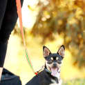 Photo of Shandy