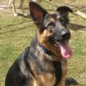 Photo of Chevi On Hold Pending Adoption