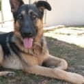 Photo of Chevi On Hold Pending Adoption