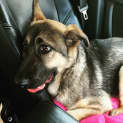 Photo of Pepper On Trial In Her New Home