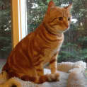 Photo of Tolerant Tiger