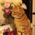 Photo of Tolerant Tiger