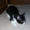 Photo of Minni (Located In Beaufort)