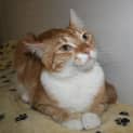 Photo of Binx 