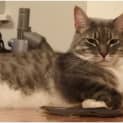 Photo of Dusty