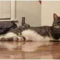 Photo of Dusty