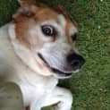 Photo of Bailey Dl1161