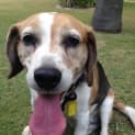 Photo of Bailey Dl1161