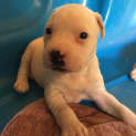 Photo of Expressions Of Interest In Bull Arab X Litter