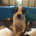 Photo of Expressions Of Interest In Bull Arab X Litter