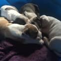 Photo of Expressions Of Interest In Bull Arab X Litter