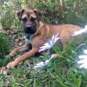 Photo of Frida (On Trial 26/6/16)