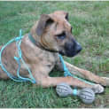 Photo of Rockie