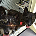 Photo of Samson & Delilah