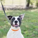 Photo of Pickles