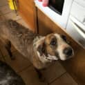 Photo of Gypsy   Adoption Pending