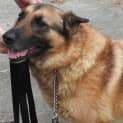Photo of Bell On Hold Pending Adoption