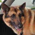 Photo of Bell On Hold Pending Adoption