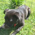 Photo of Petey ~ Cattle Dog X Staffy (On Trial 20/3/16)