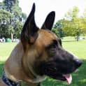 Photo of Nala