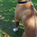 Photo of Nala