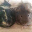 Photo of Mufasa And Simba