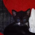 Photo of Rocky