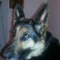 Photo of Zoe On Trial In Her New Home