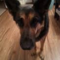 Photo of Zoe On Trial In Her New Home